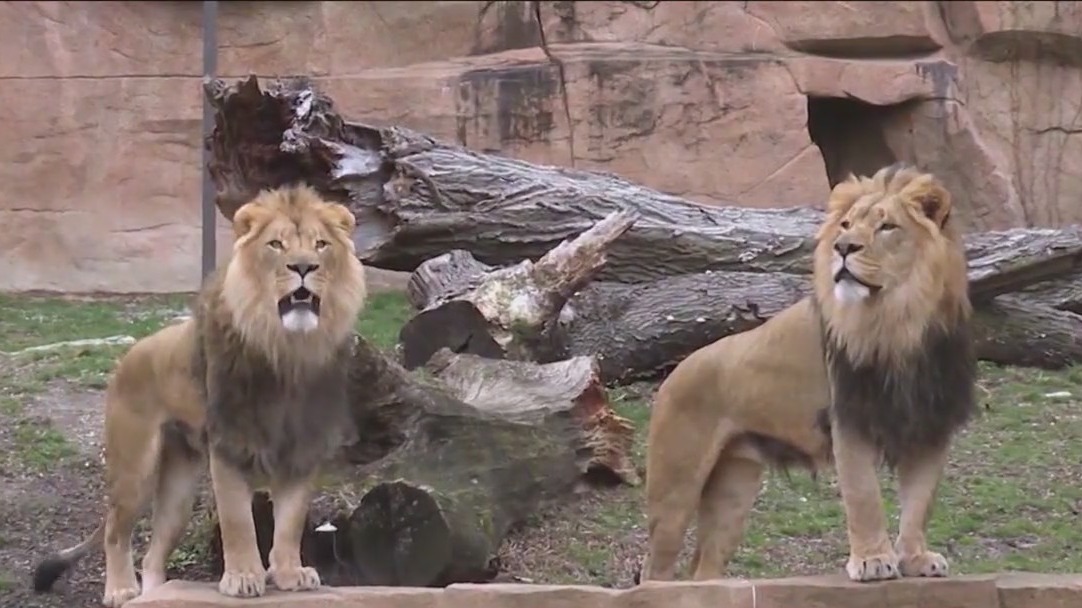 Brookfield Zoo announces summer concert series featuring Macy Gray, Plain White T's, and more