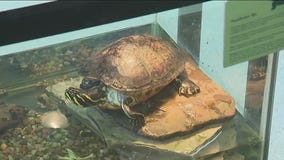 Peggy Notebaert Nature Museum celebrates World Turtle Day
