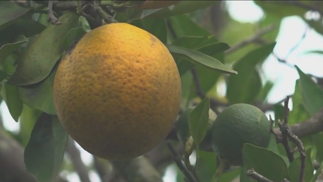 Price of oranges on the rise - here's why