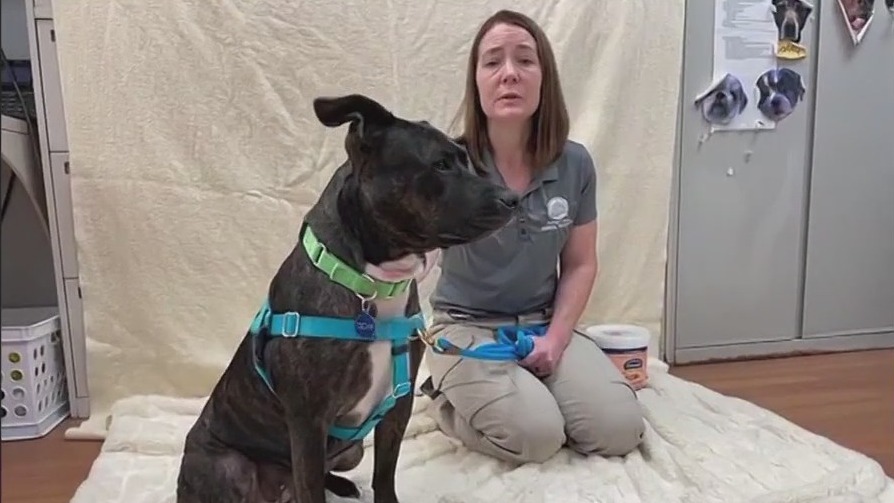 Adopt a dog or cat at DuPage County Animal Services