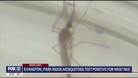 Mosquitoes in Cook County test positive for West Nile