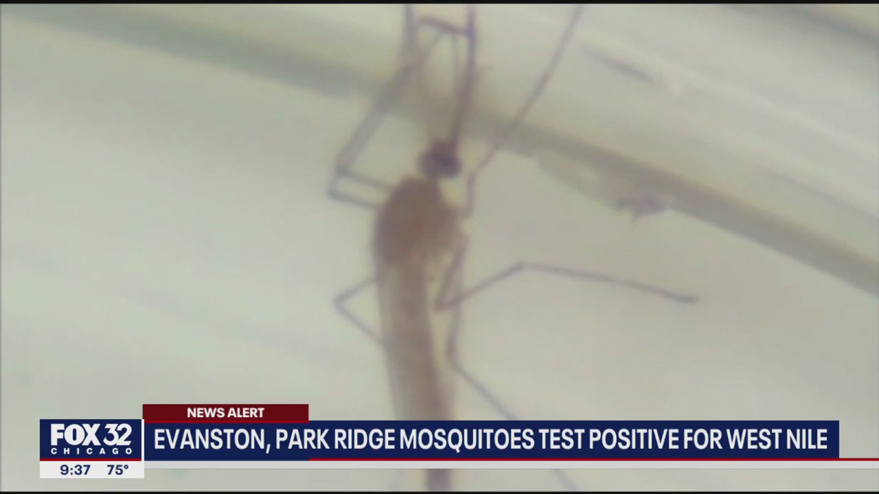 Mosquitoes in Cook County test positive for West Nile