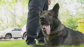 K9 Dax assists Lake County Sheriff's Office in arresting dangerous suspect in Beach Park