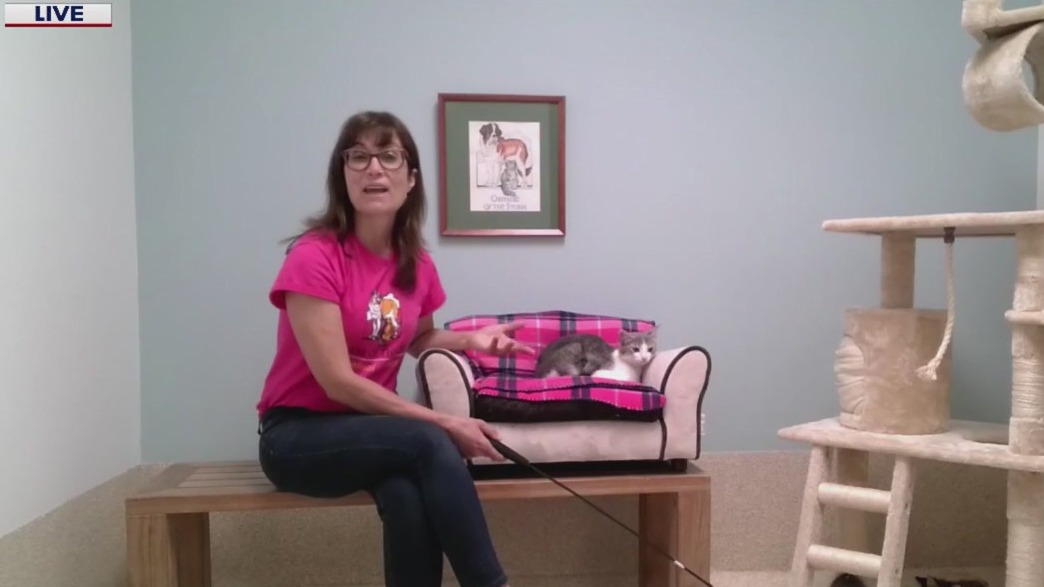 Adopt a pet for $13 during suburban shelter's 'Be Swift' event