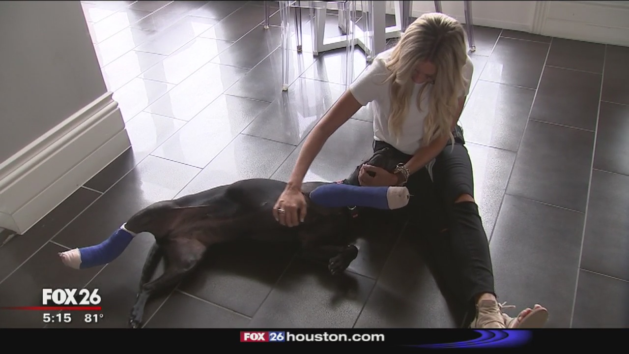 Dog rescued from death, adopted by Astros pitcher