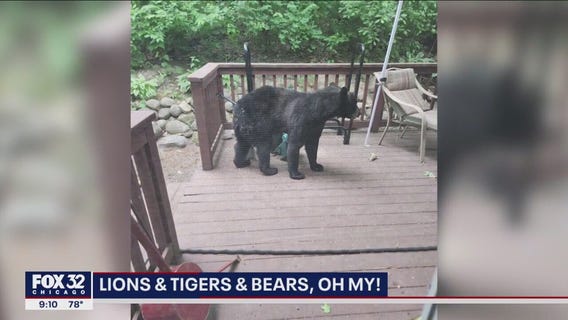 Black bear spotted in unincorporated Antioch in Lake County