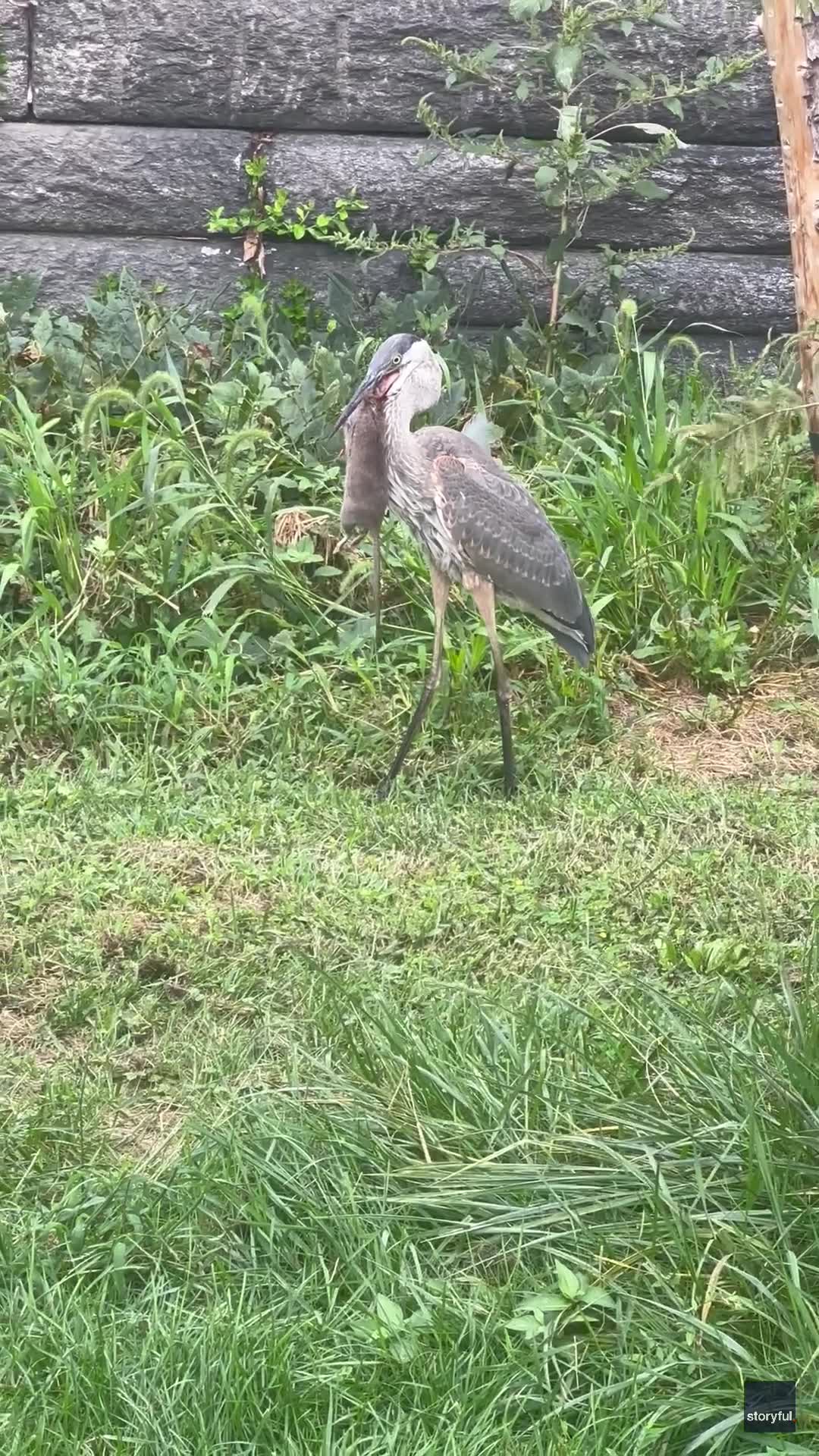 Heron slowly eats rat in Central Park: VIDEO