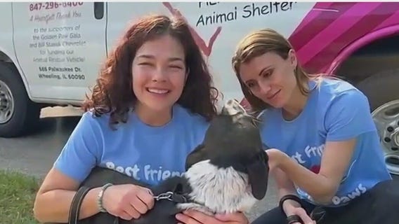 Heartland Animal Shelter in Wheeling searches for forever homes