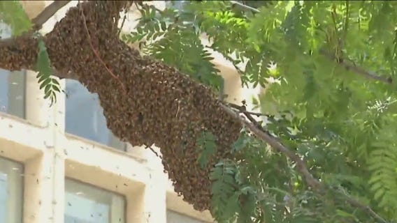 Bees swarm in tree above Daley Plaza