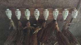 Kane Area Rehabilitation overwhelmed with injured fawns