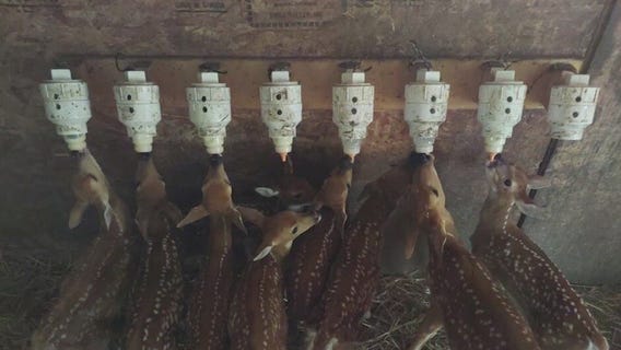 Kane Area Rehabilitation overwhelmed with injured fawns