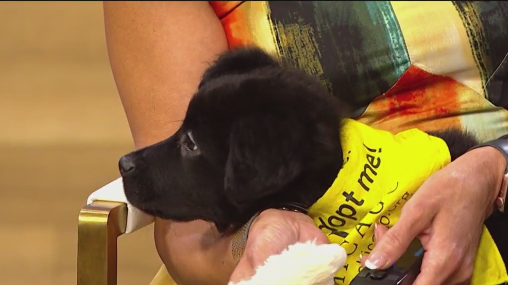 PAWS Chicago Annual Giving Day happening Thursday