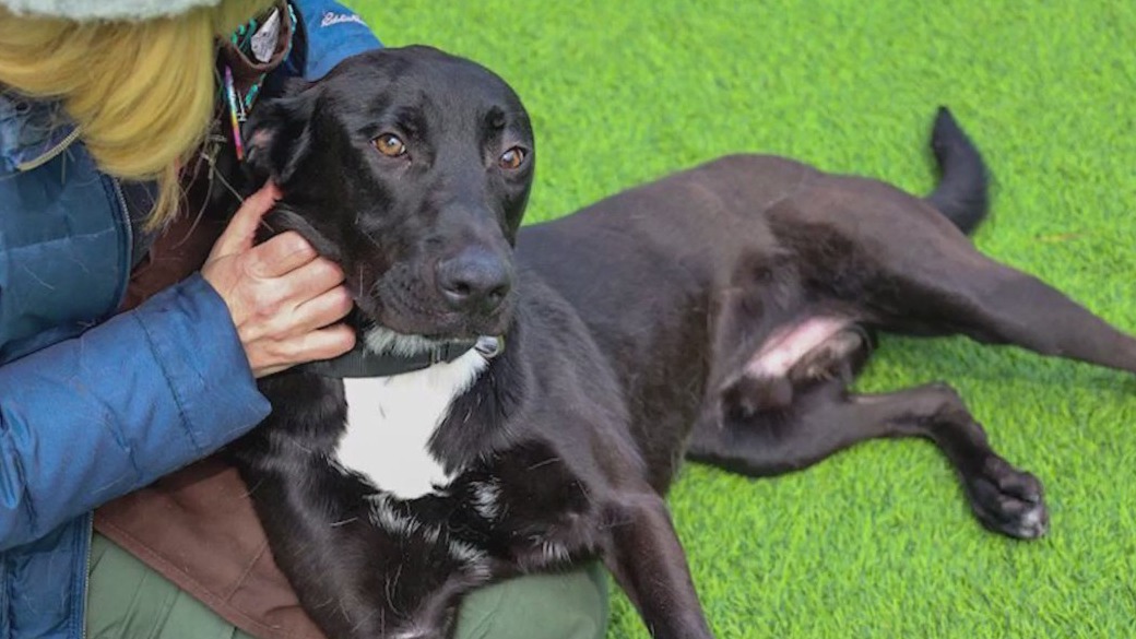 PAWS Chicago seeking foster home for Ford