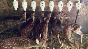 Kane County wildlife center makes desperate plea to help injured fawns