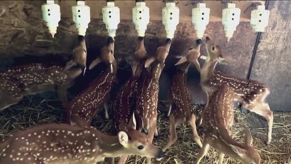Kane County wildlife center makes desperate plea to help injured fawns