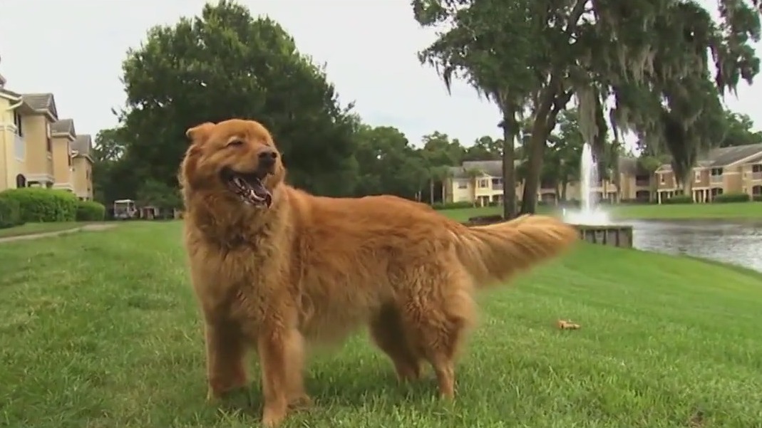 Tips for keeping your pets safe during July 4th celebrations