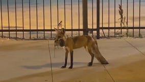 Fox snatches up rats in downtown Chicago