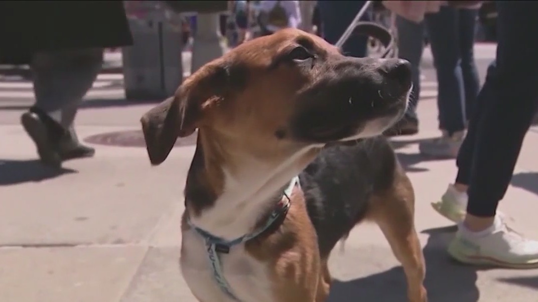 First-ever Vets and Pets event Saturday offers free vaccines, microchips