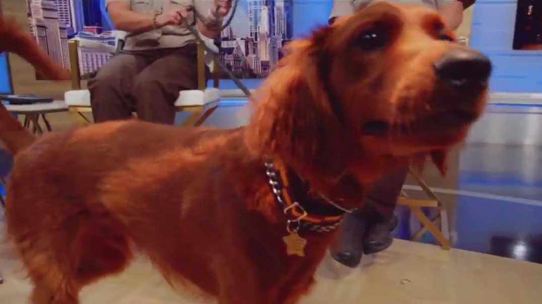 K9 therapy dog joins Cook County Sheriff's Department