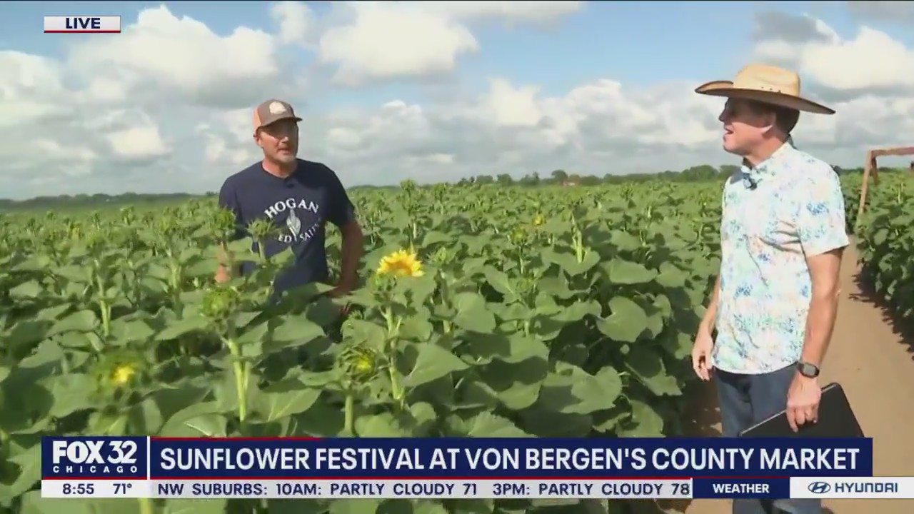 The sunflower maze at Von Bergen's Country Market starts Saturday