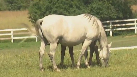 Tempel farms preparing to honor veterans