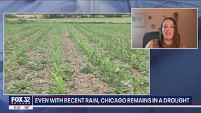 Even with recent rain, Chicago remains in a drought