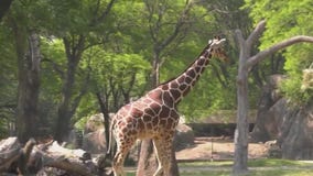 Brookfield Zoo's Arnieta the giraffe is pregnant!