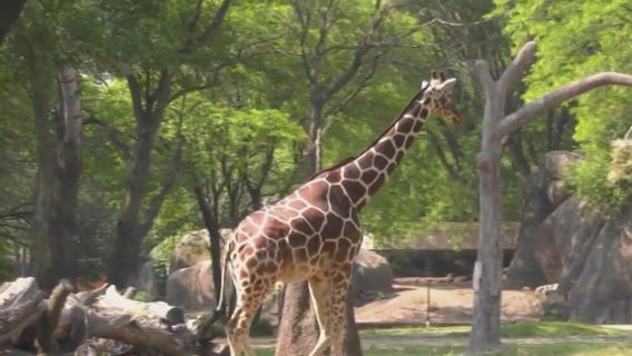 Brookfield Zoo's Arnieta the giraffe is pregnant!