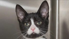 PAWS Chicago looks to ease overwhelmed animal shelters