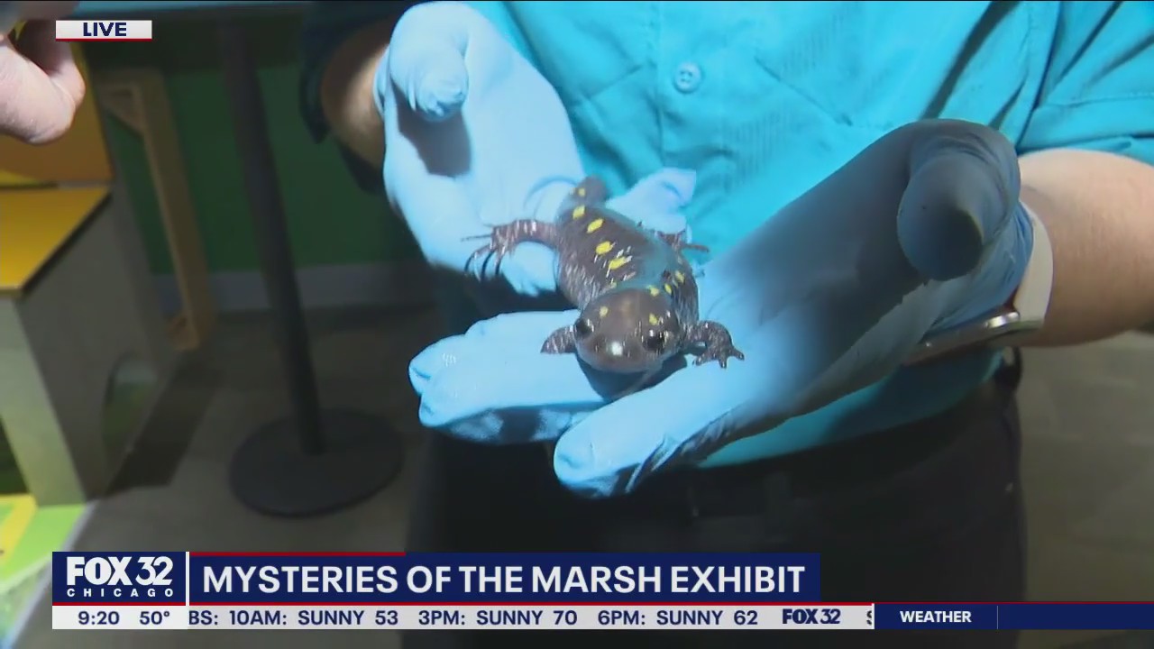 'Mysteries of the Marsh' explores Illinois wetlands and endangered species