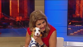 PAWS Chicago is hosting a beach party on Navy Pier