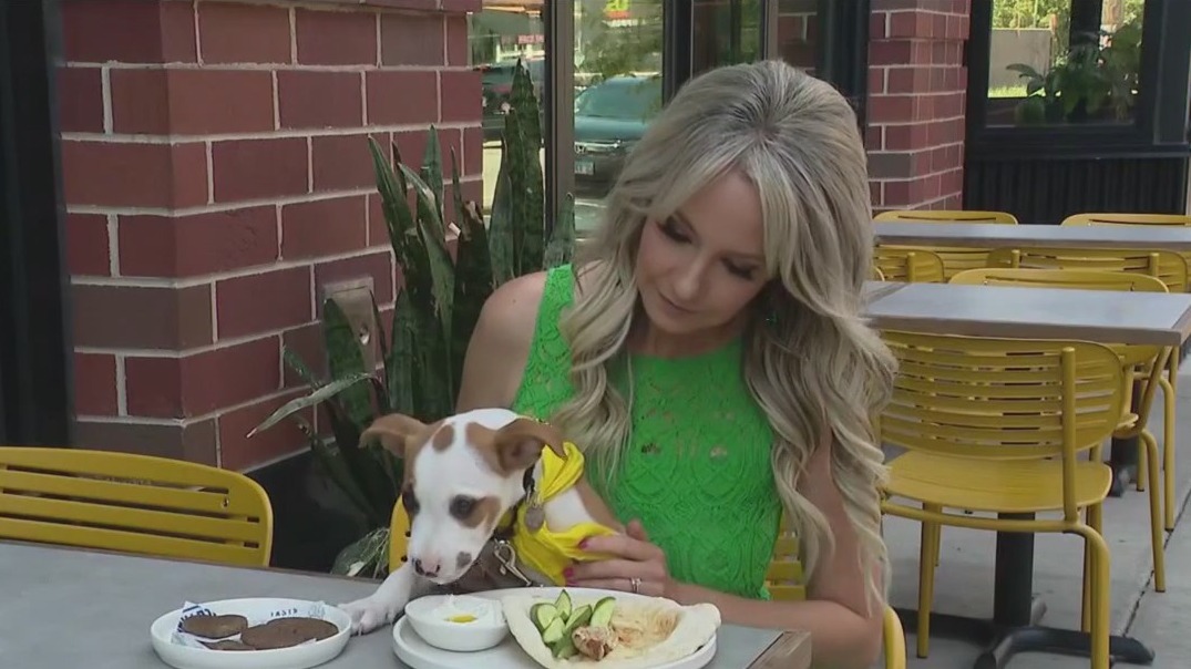 Doggie dining options in Chicago and suburbs