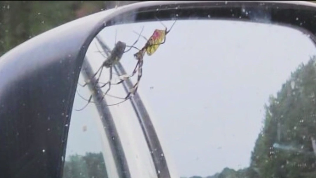 Joro spiders spotted near NJ border