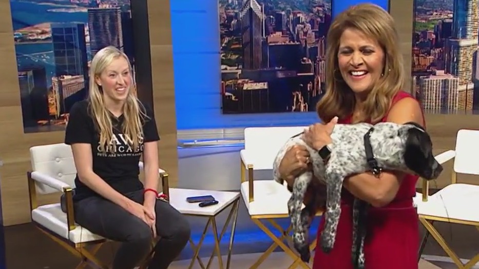 PAWS Chicago's hot weather tips for dog days of summer