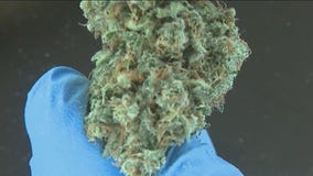 Chicago medical marijuana firm cancels $2 billion merger