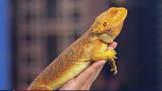 Australia's bearded dragon featured in honor of Women's World Cup