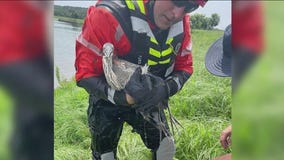 Firefighters rescue heron tangled in fishing line