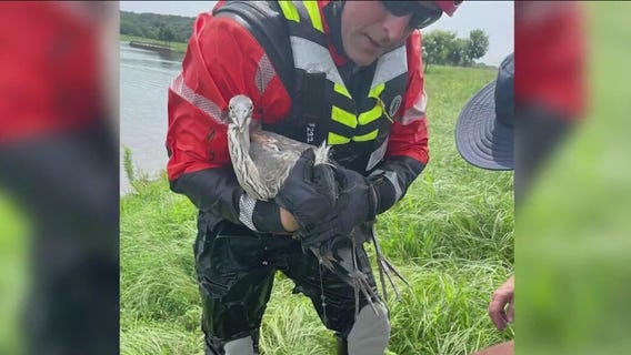 Firefighters rescue heron tangled in fishing line