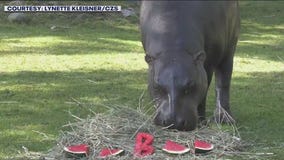 Animals at Brookfield Zoo enjoy tasty treat for National Watermelon Day