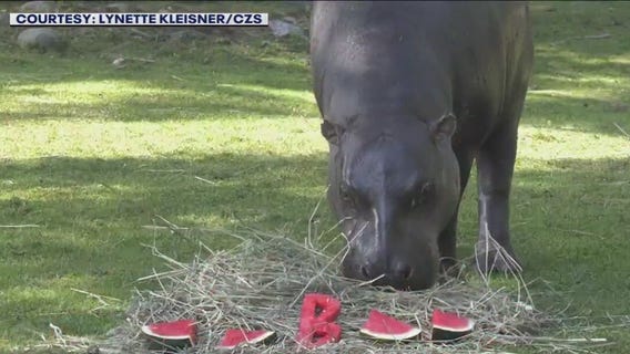 Animals at Brookfield Zoo enjoy tasty treat for National Watermelon Day