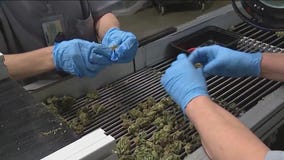 Darien marijuana dispensary delays opening