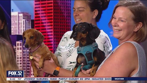 Dachshund Derby taking over Roosevelt Collection Shops this weekend