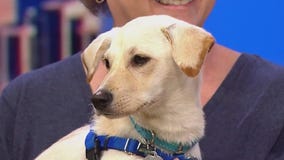 Pups on the Patio fundraiser in Lincoln Park brings together food and furry friends