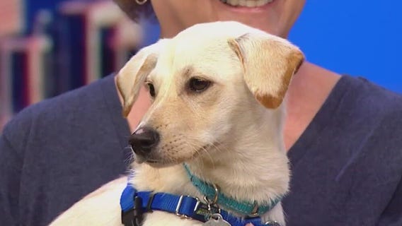 Pups on the Patio fundraiser in Lincoln Park brings together food and furry friends
