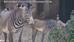 Lincoln Park Zoo welcomes cute new addition