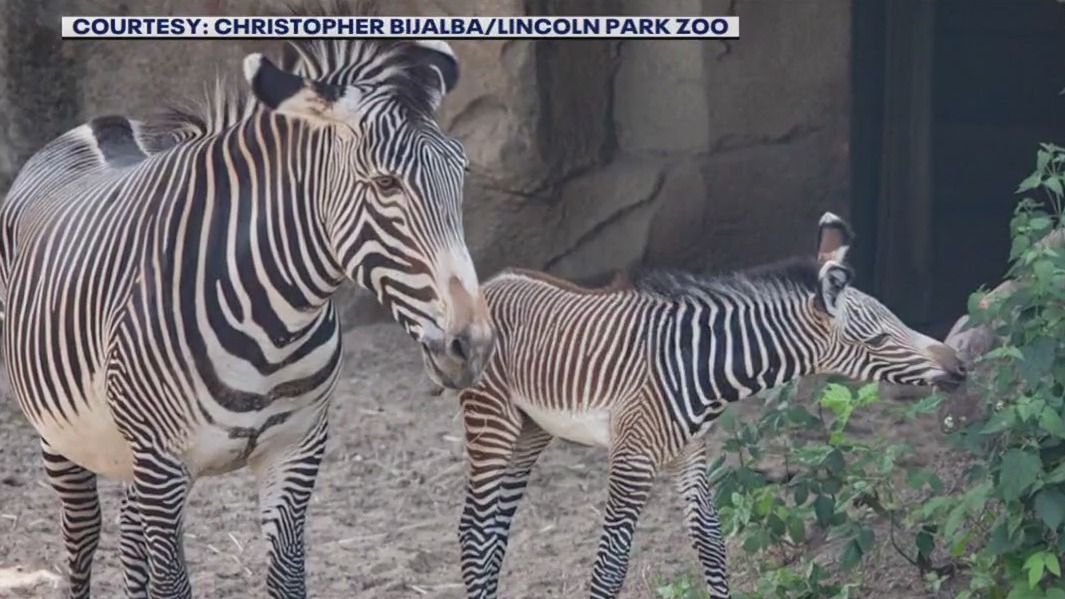 Lincoln Park Zoo welcomes cute new addition