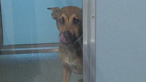 Animals need help in Chicago's south suburbs due to overcrowding, air conditioning issues