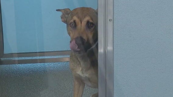 Animals need help in Chicago's south suburbs due to overcrowding, air conditioning issues