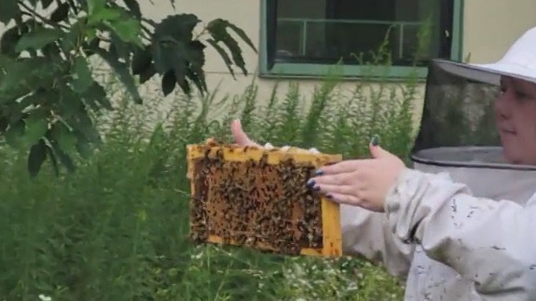 Setting a world record on World Honey Bee Day
