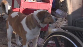 Dogs in need after owner dies leaving them alone on property